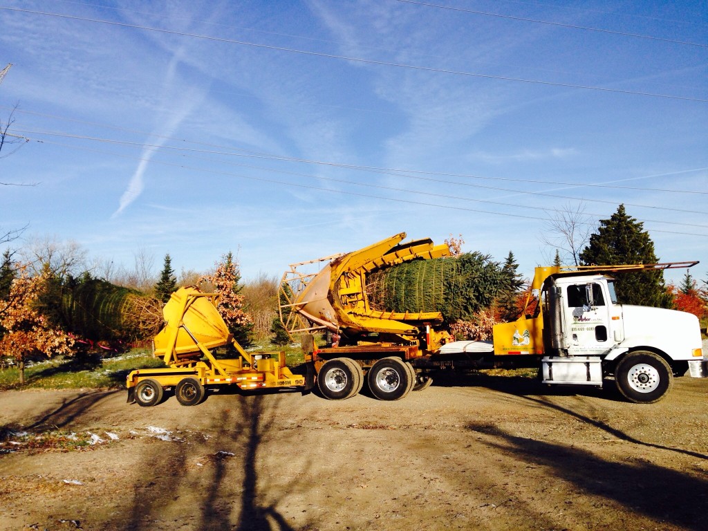 Large Tree Sales Illinois Tree Transplanting Illinois Tree care Illinois