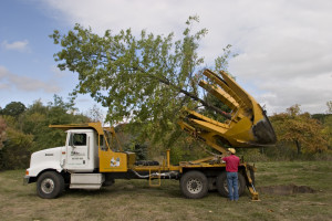 Large tree moving