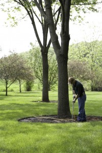 Deep Root Fertilizing