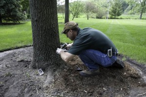 tree_care-1