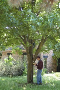 tree_inventories-3