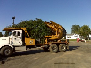 tree_moving-14