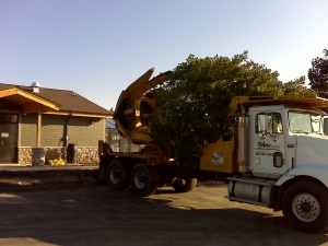 tree_moving-16