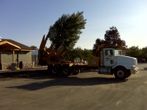 tree_moving-17