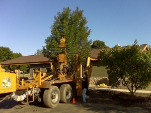 tree_moving-18