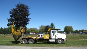 tree_moving-21