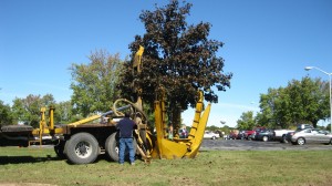 tree_moving-24