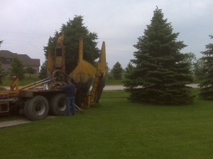 tree_moving-29