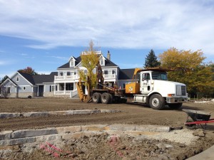 tree_moving-34