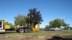 tree_moving-6