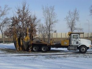 tree_moving-9