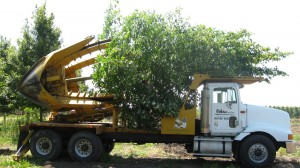 tree_moving-After digging