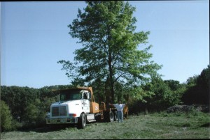 tree_moving-Massive pin oak