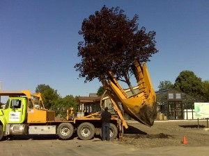 tree_moving-Park District (4)