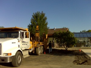 tree_moving-Park District