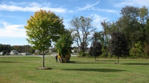 tree_moving-Purdue Sculpture Park