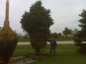 tree_moving-residential (2)