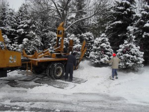 tree_moving-winter relocating