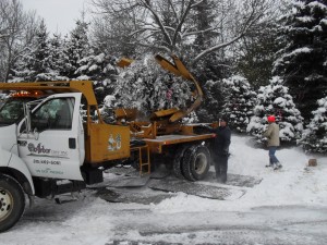 winter_tree_moving